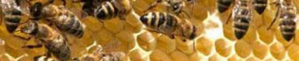 cropped-cropped-cropped-cropped-bitavle_honningbi3.jpg
